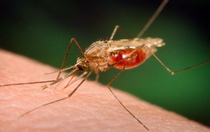 Inilah 3 Cara Efektif Mencegah Penyakit Malaria