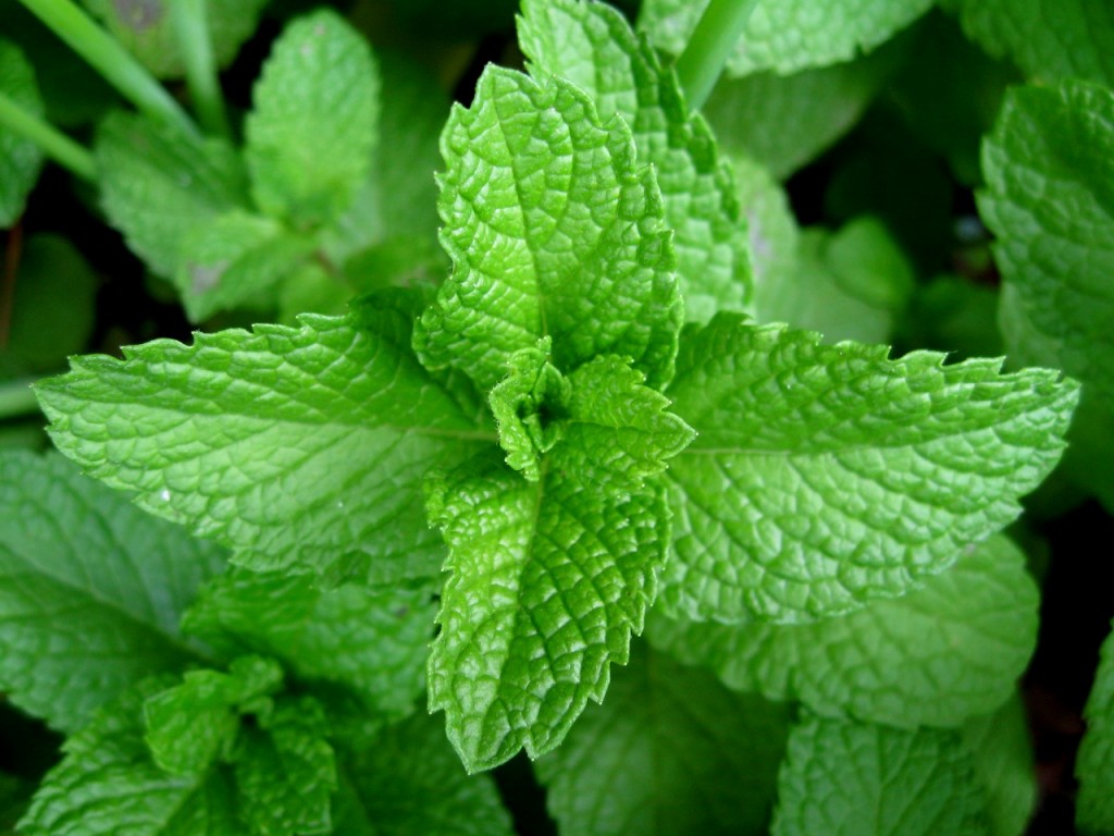 Mint-leaves-2007