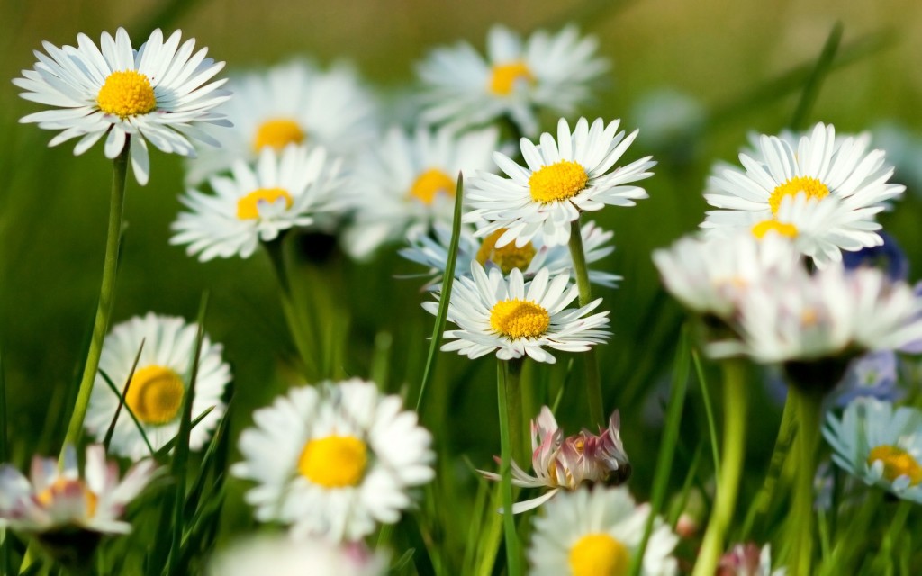 chamomile-flowers-summer-grass-herbs1st