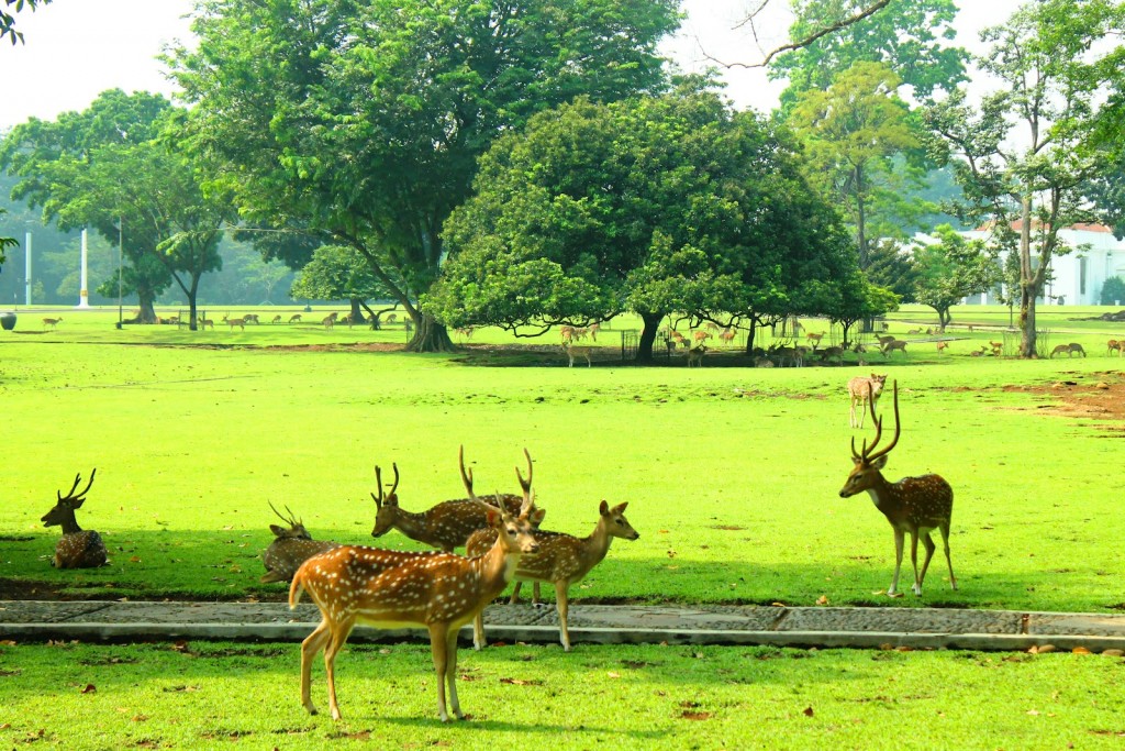 kebun-raya-bogor-3