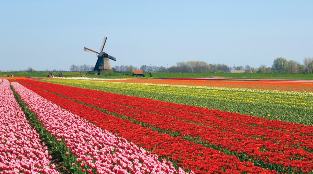 tulips and windmill 2