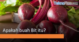 buah bit adalah